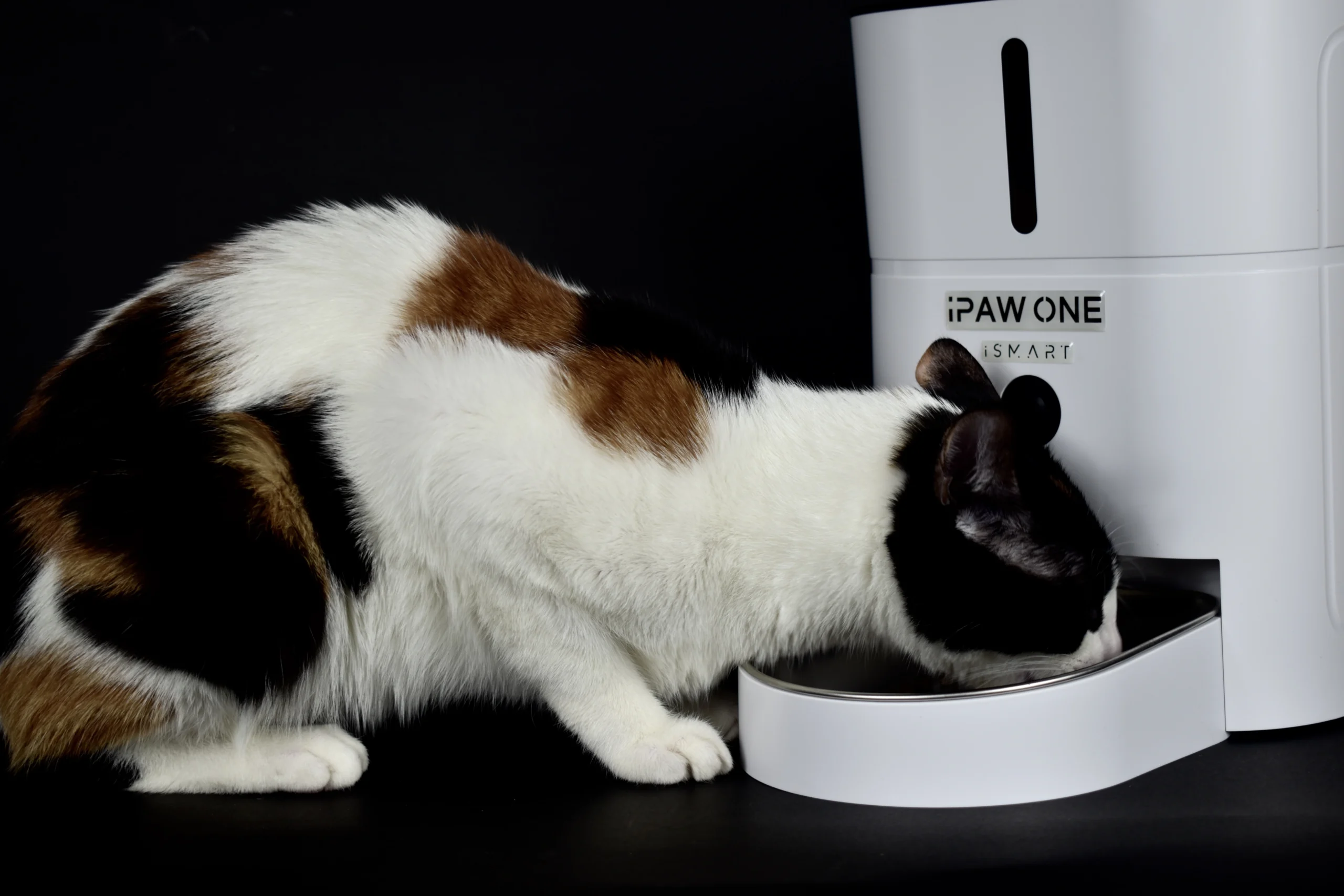 10 Reasons to Get an Automatic Feeder | iPaw Tech